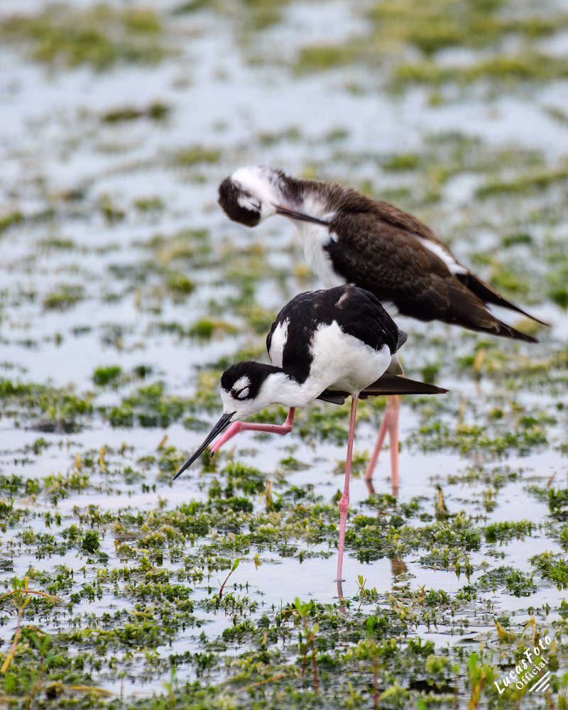 Black-necked Stilt