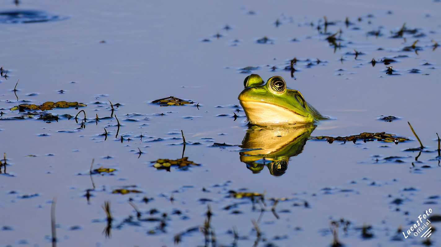 American Bullfrog