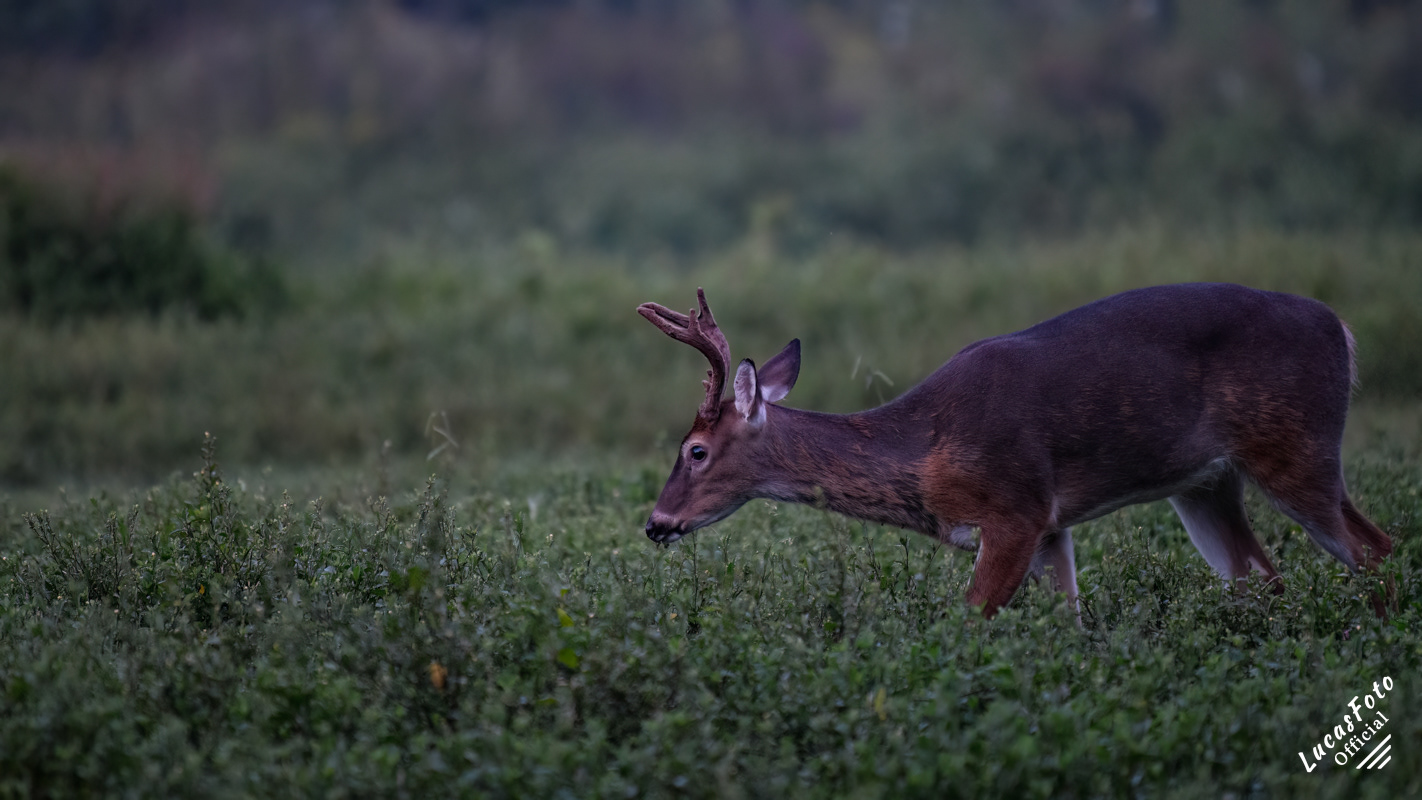Whitetail