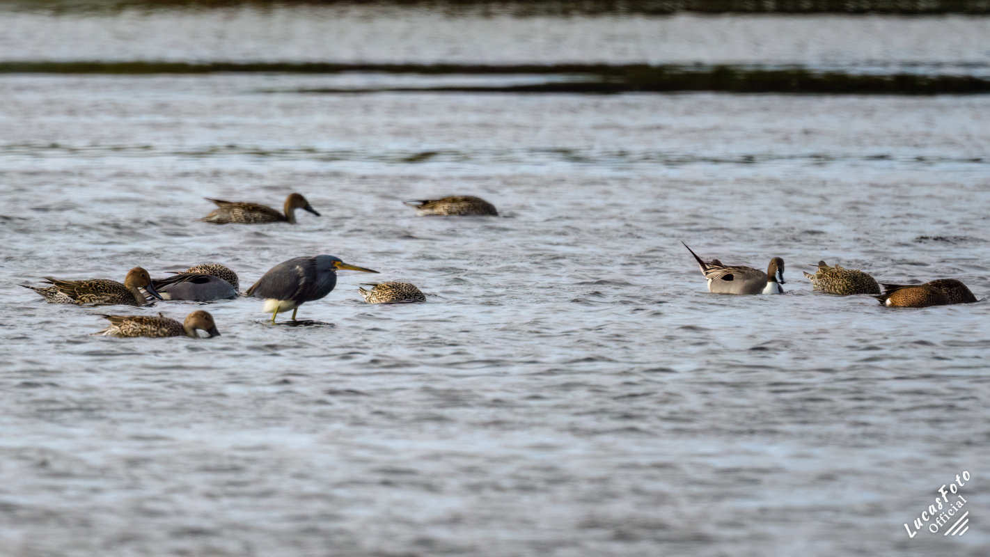 Northern Pintail