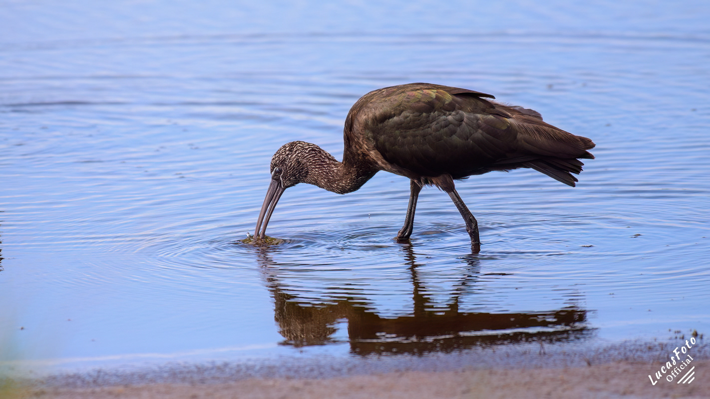 Glossy Ibis