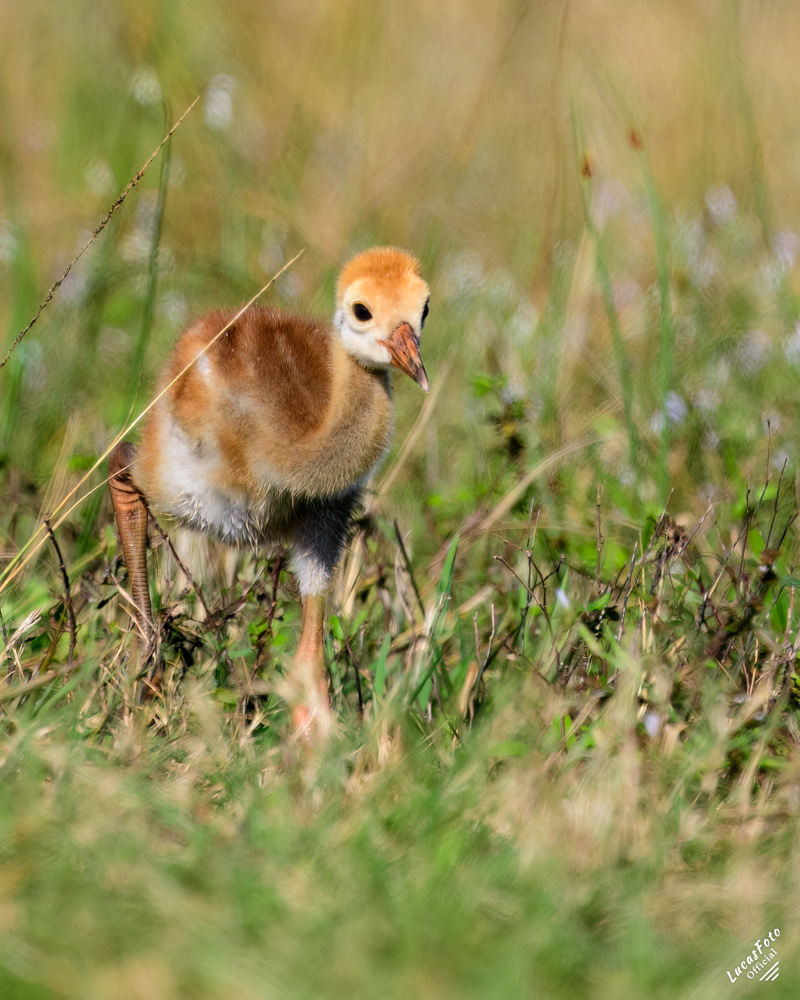 Sandhill Crane
