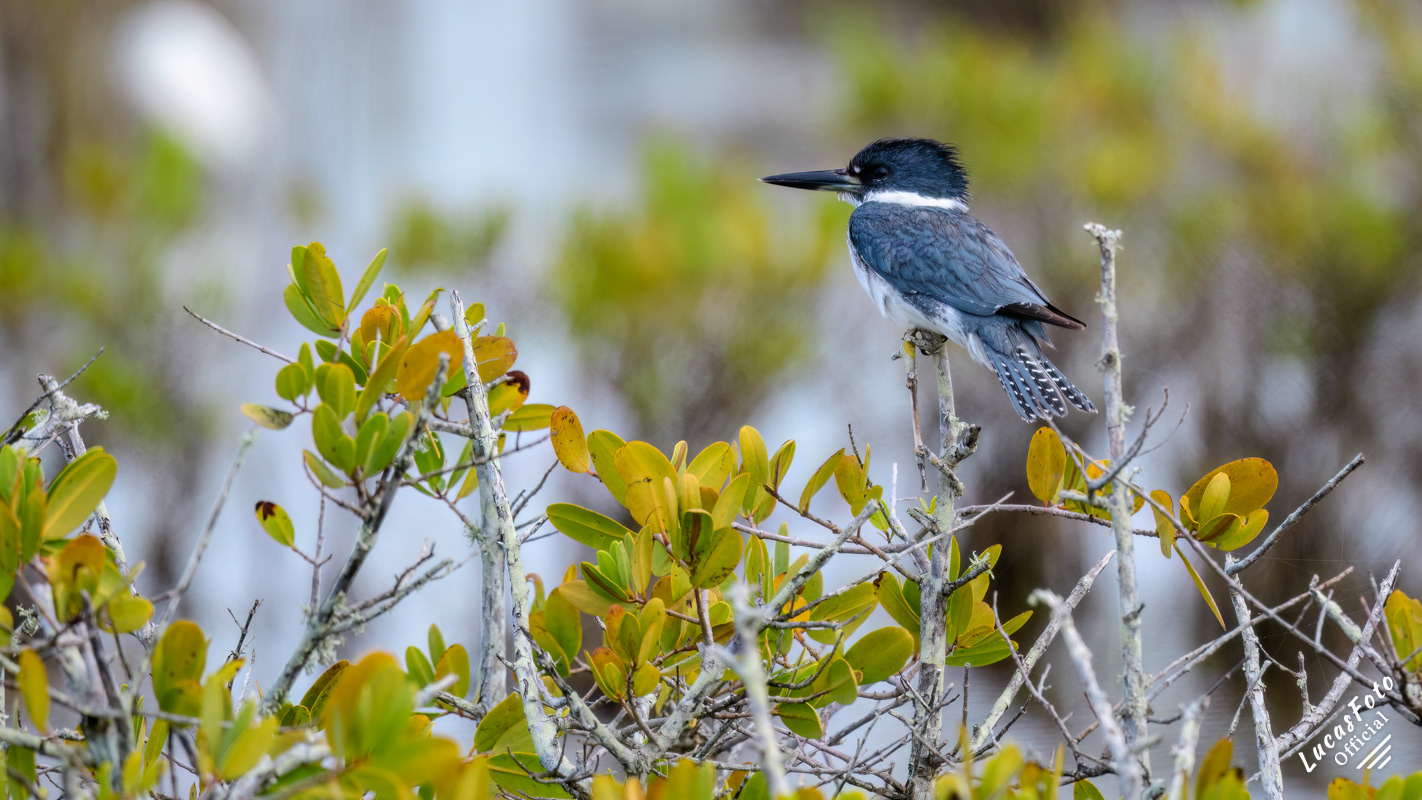 Belted Kingfisher