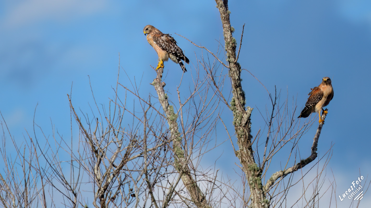 Red-shouldered Hawk