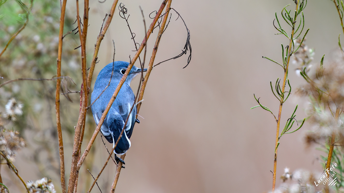 Blue-gray Gnatcatcher