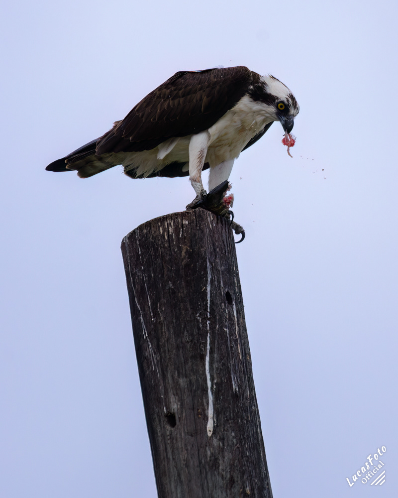 Osprey