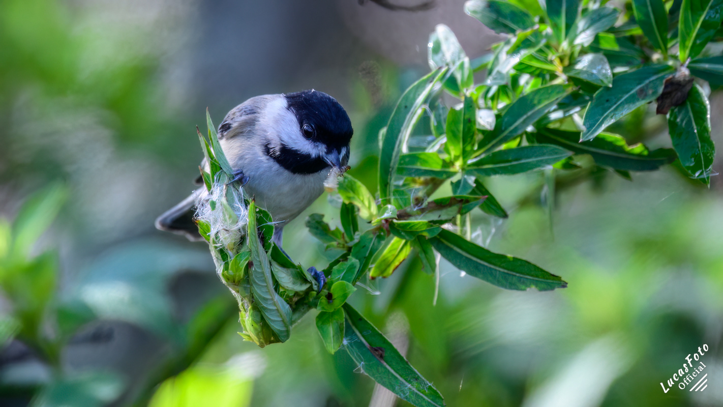 Carolina Chickadee