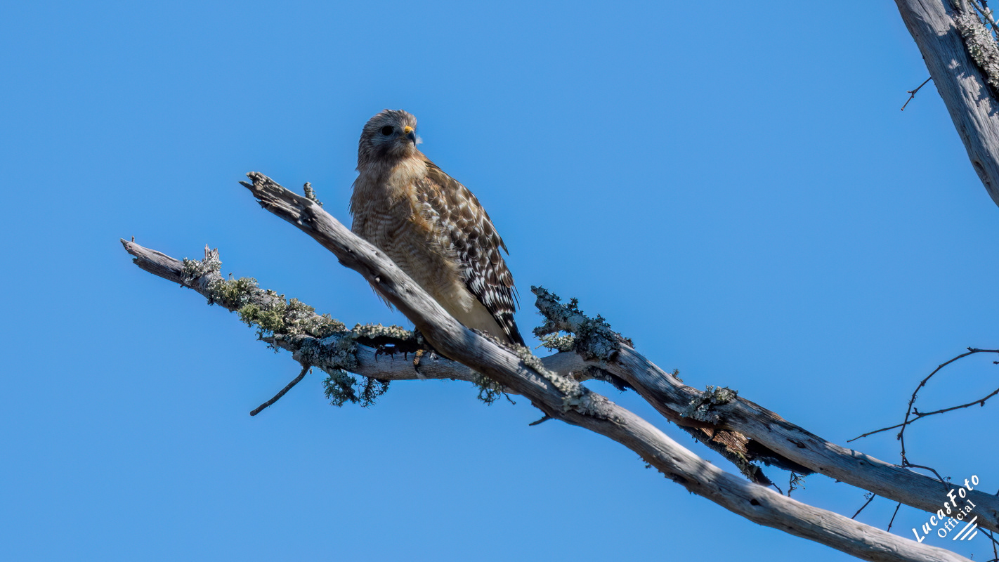 Red-shouldered Hawk