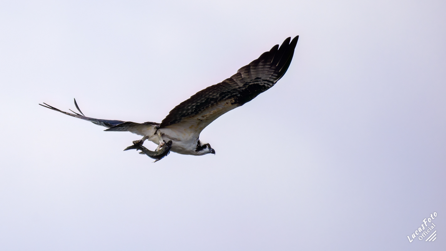 Osprey