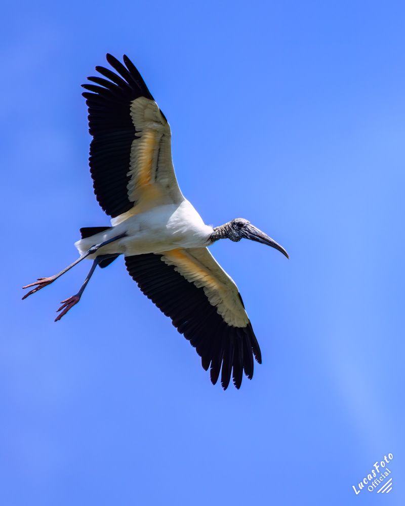 Wood Stork