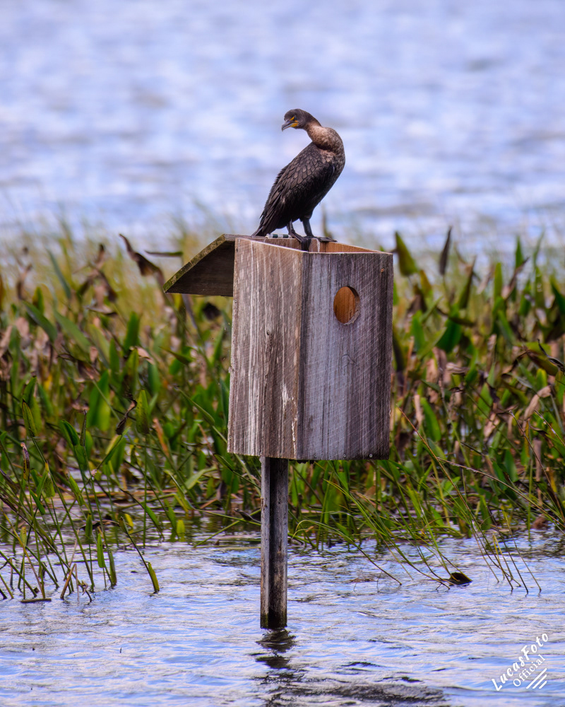 Double-crested Cormorant