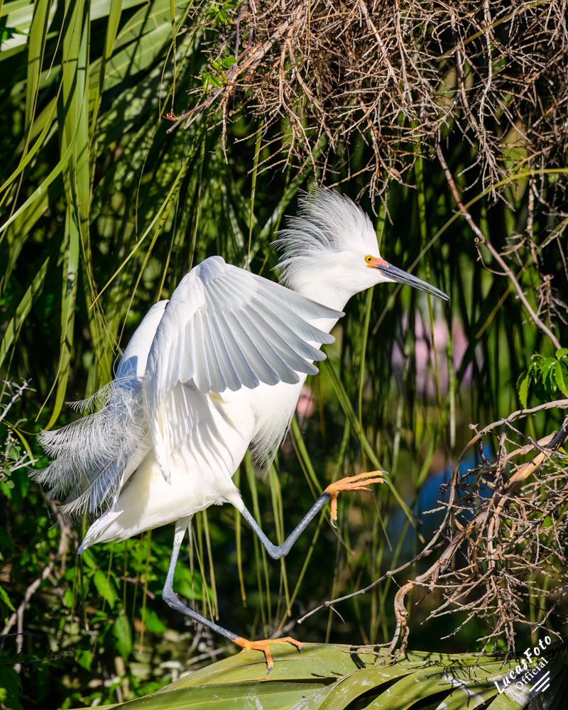 Snowy Egret