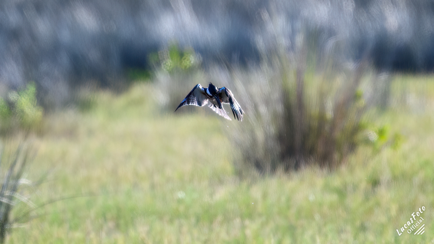 Belted Kingfisher