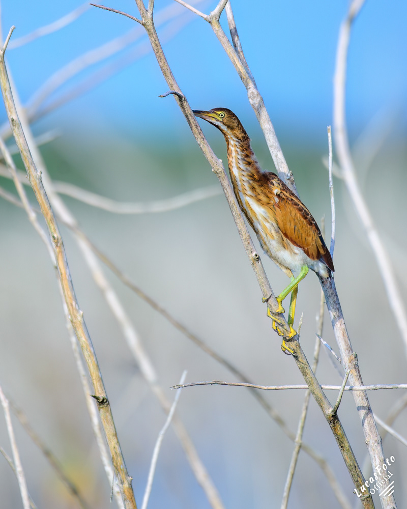 Least Bittern