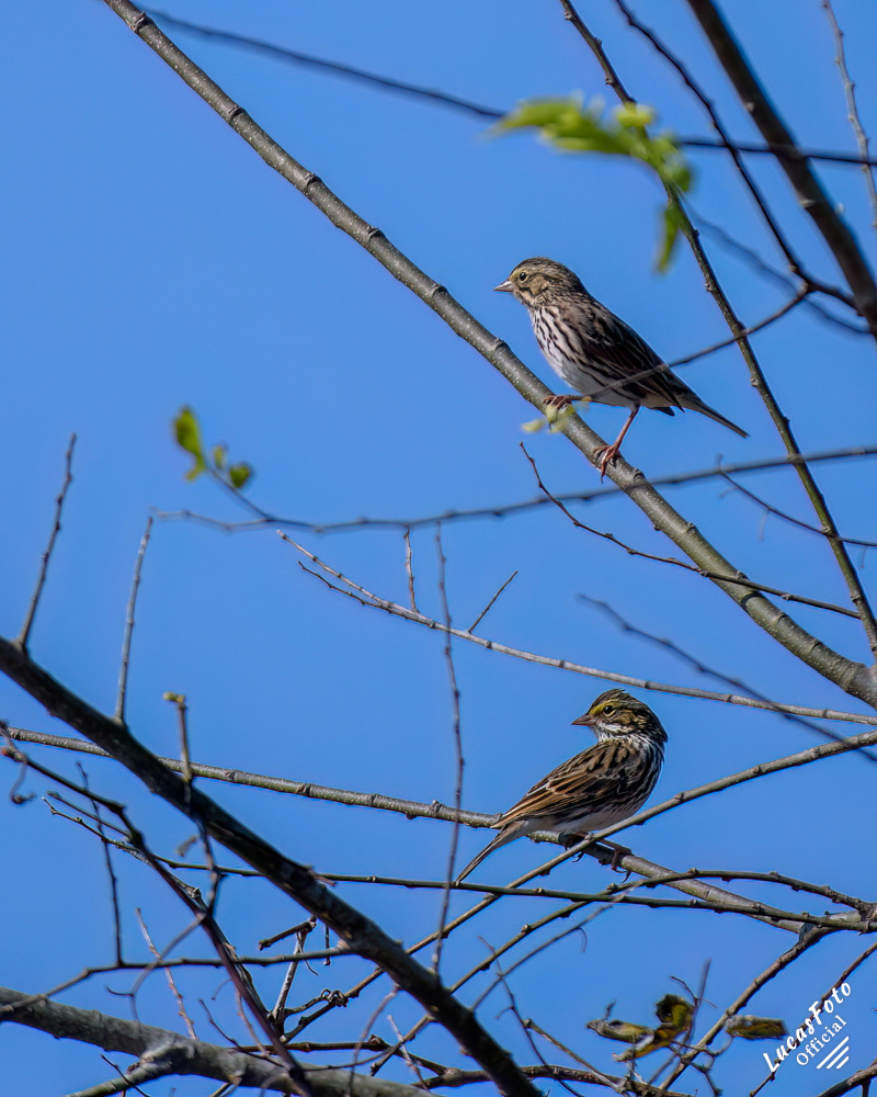 Savannah Sparrow