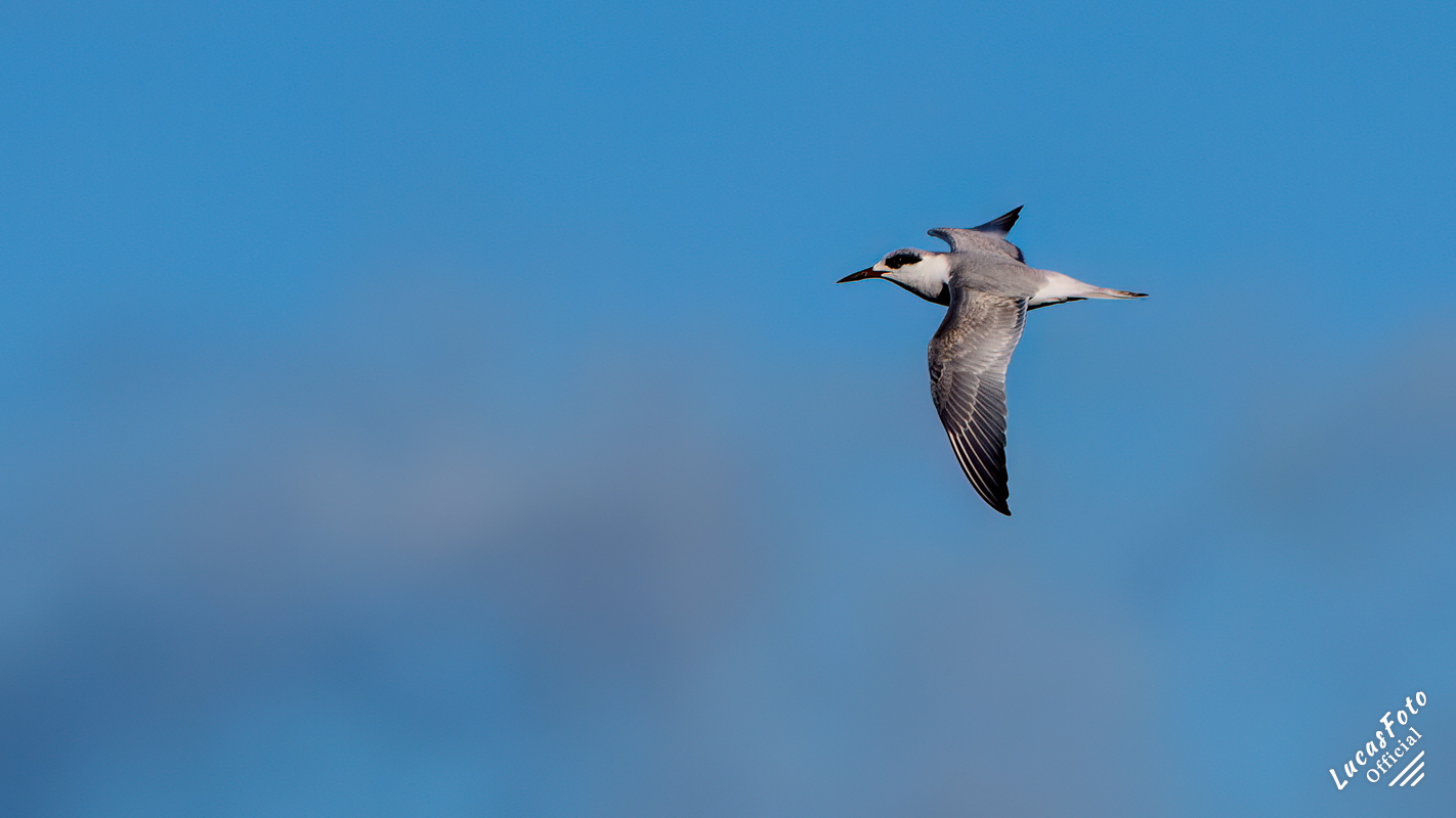 Forster's Tern