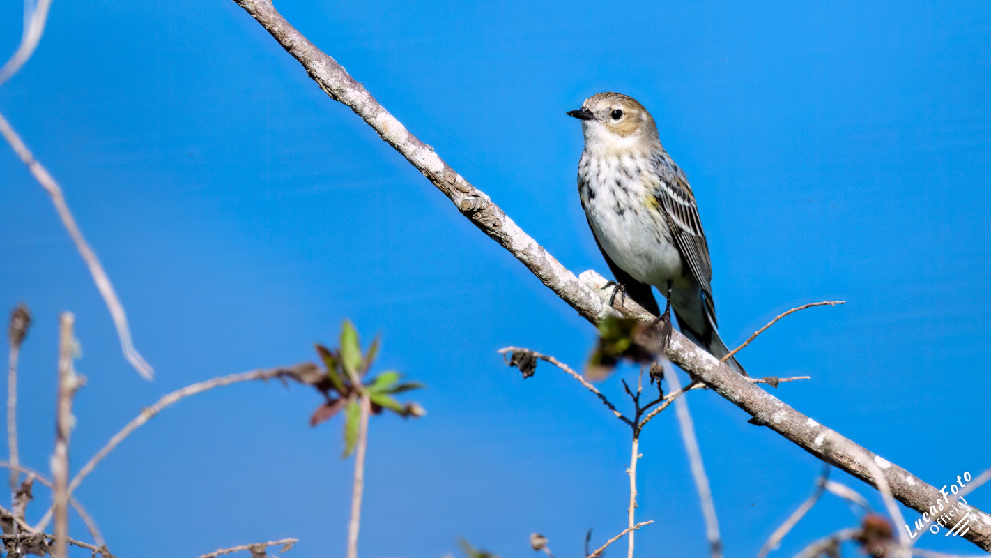 Yellow-rumped Warbler