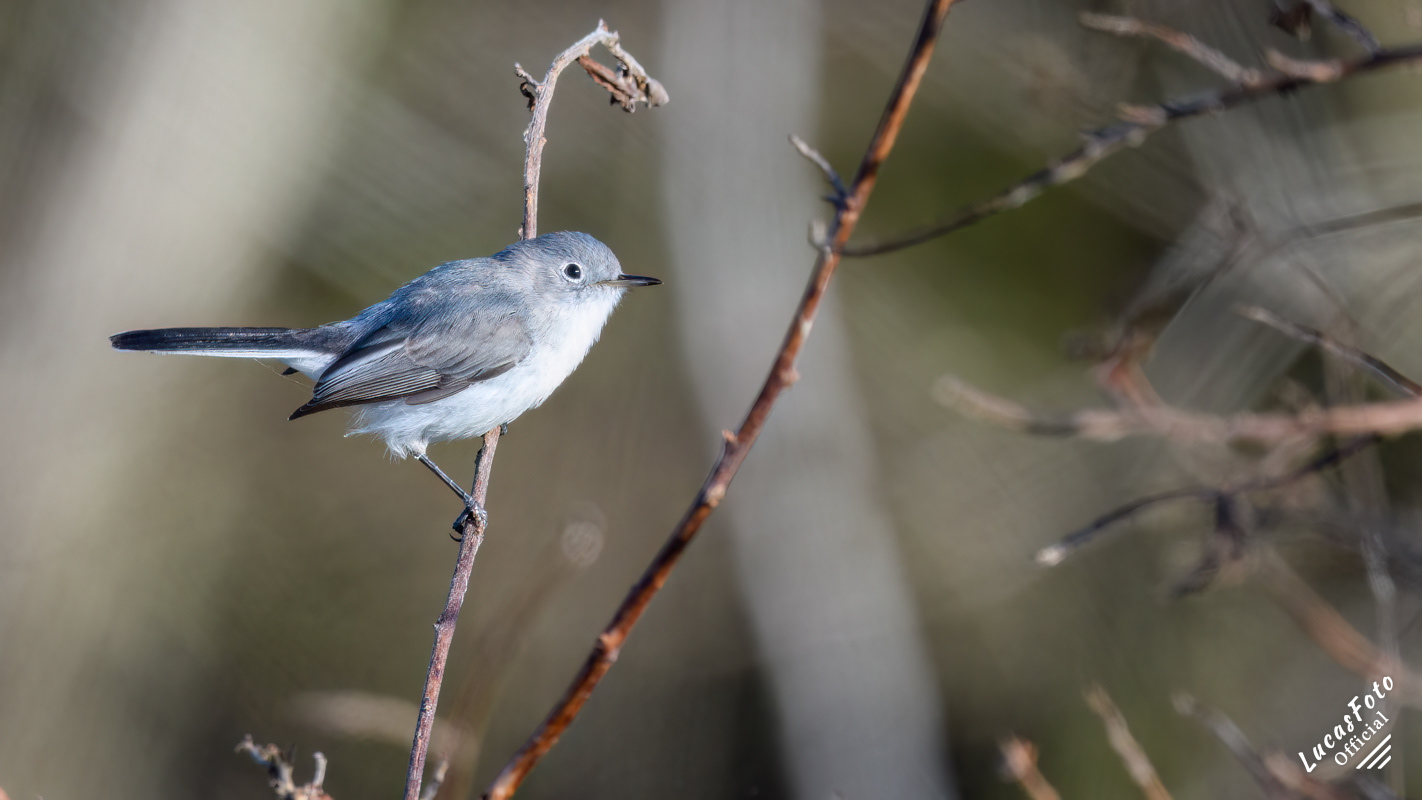 Blue-gray Gnatcatcher