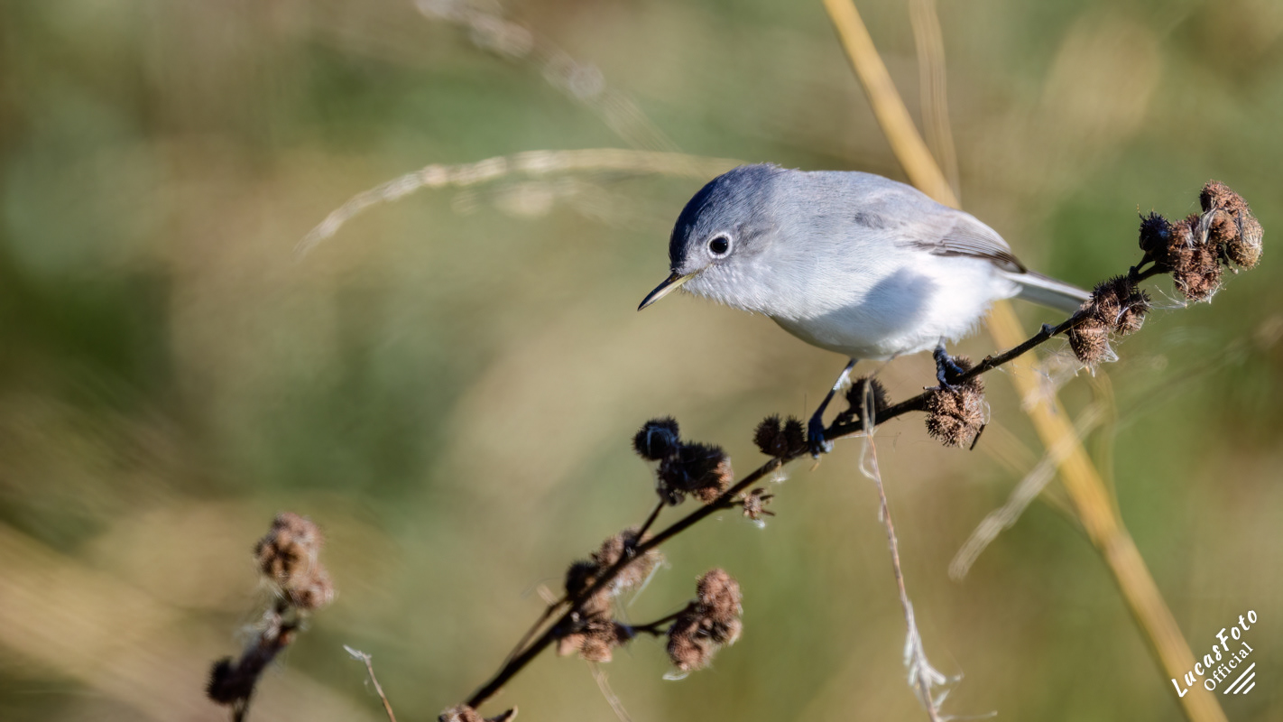Blue-gray Gnatcatcher