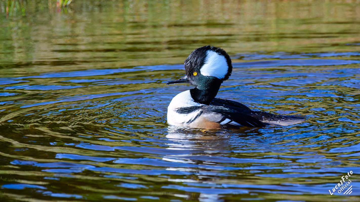 Hooded Merganser