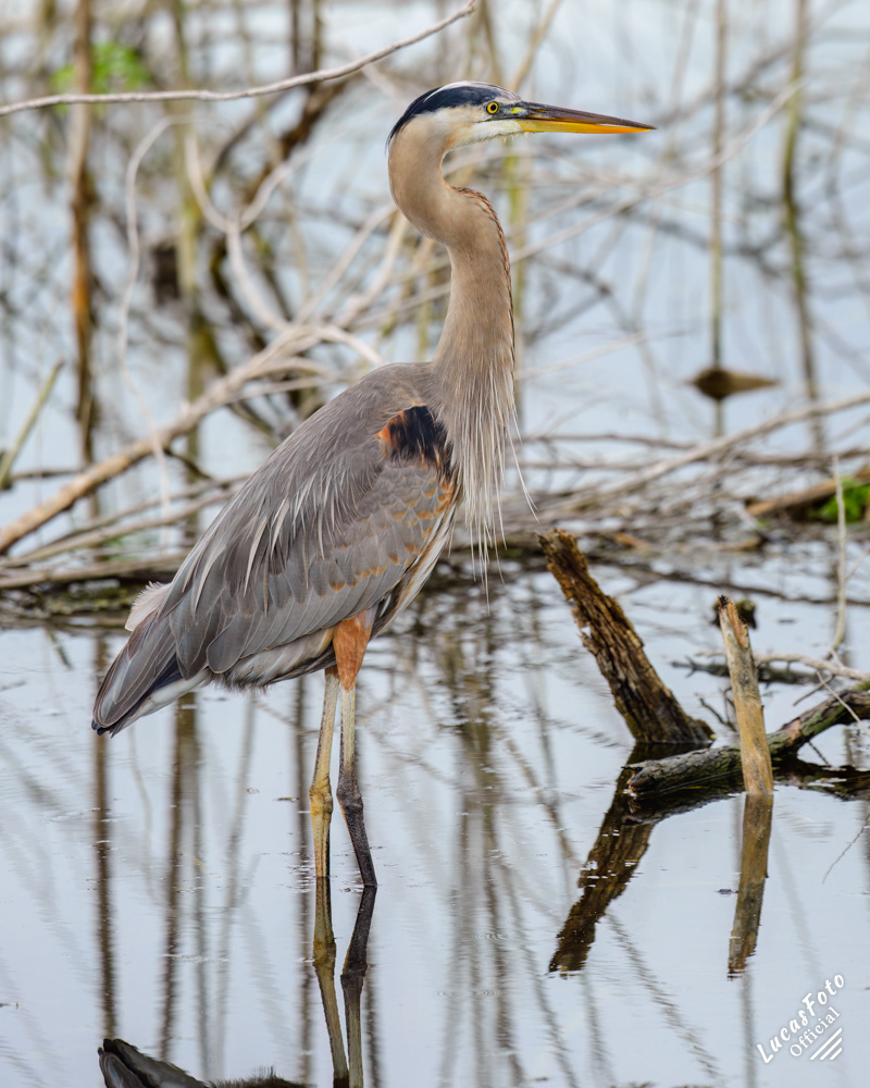 Great Blue Heron