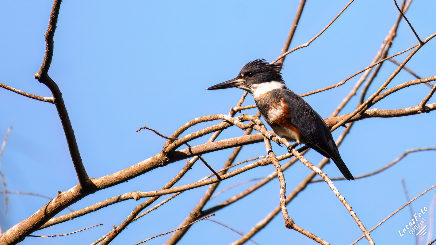 Belted Kingfisher