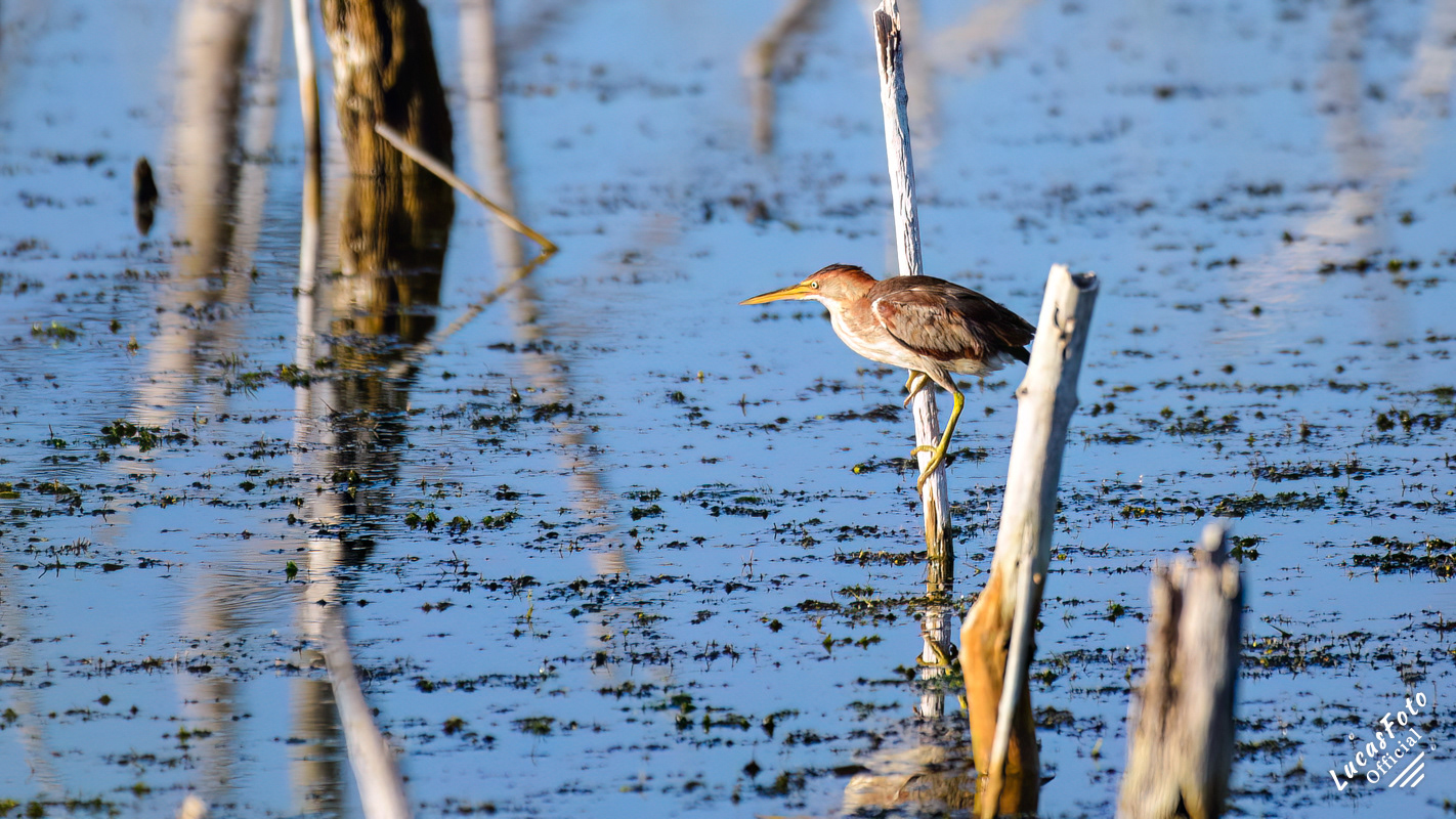 Least Bittern