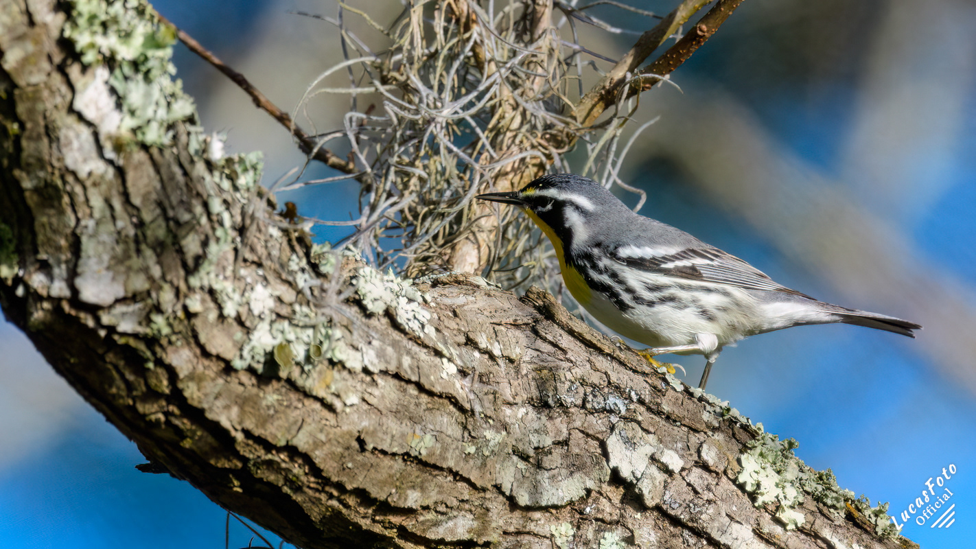 Yellow-throated Warbler