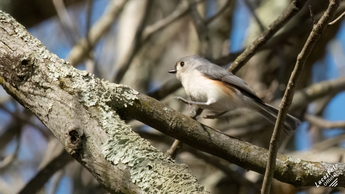 Tufted Titmouse