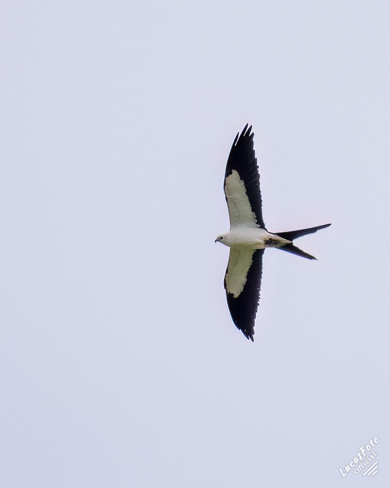 Swallow-tailed Kite