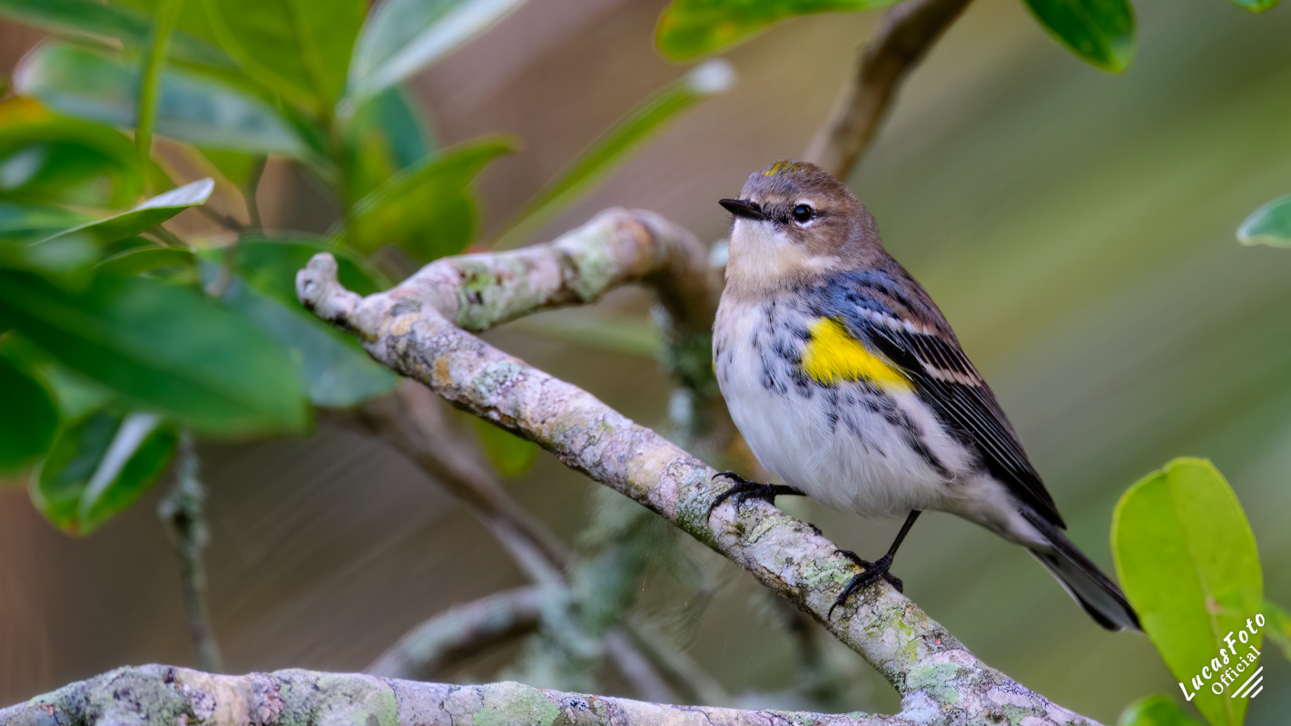 Yellow-rumped Warbler