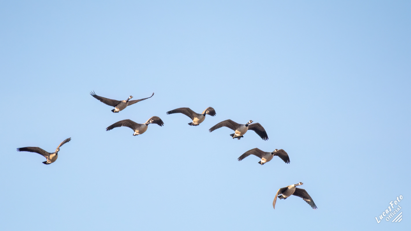 Canada Geese