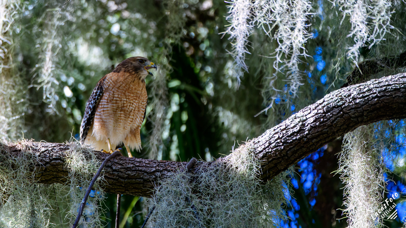 Red-shouldered Hawk