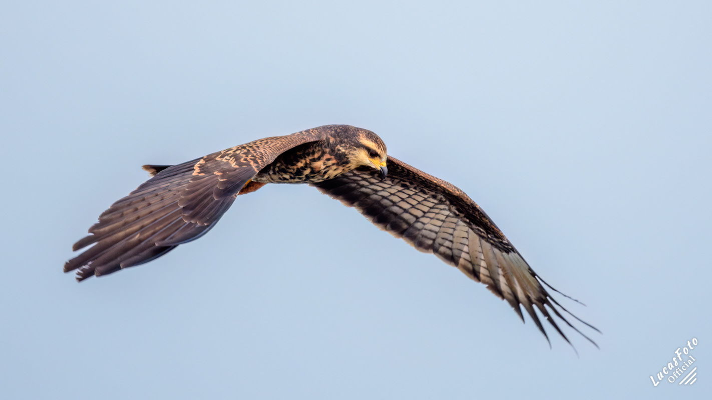 Snail Kite