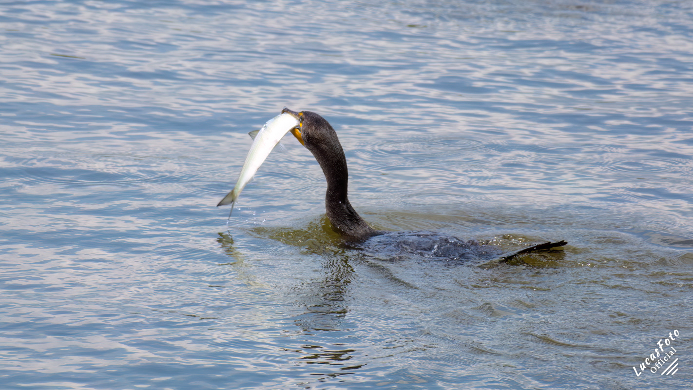 Double-crested Cormorant