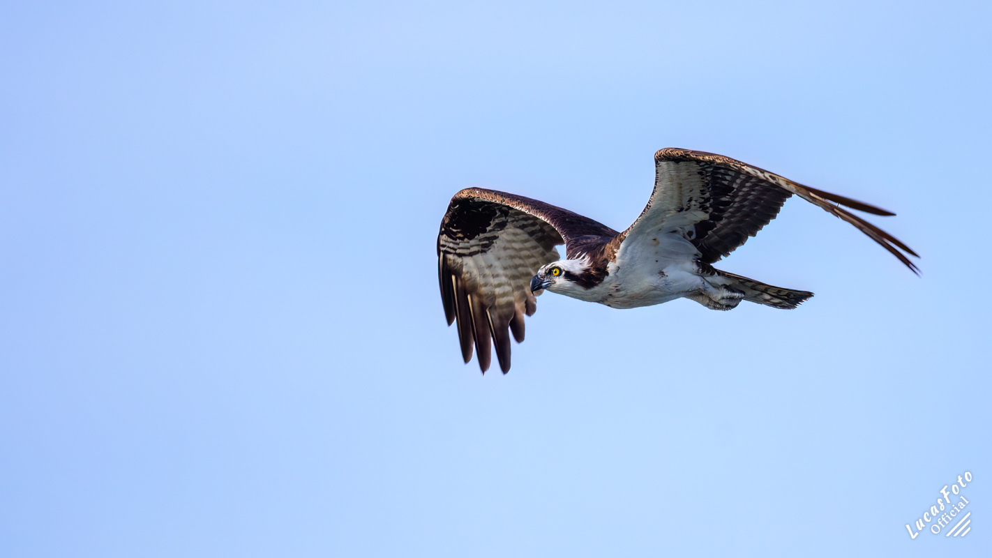Osprey
