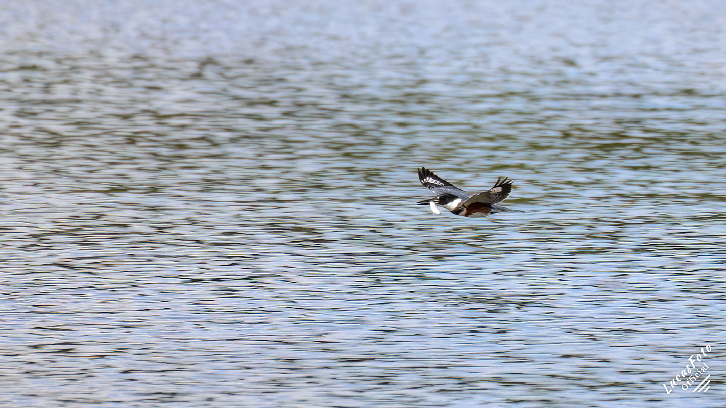 Belted Kingfisher