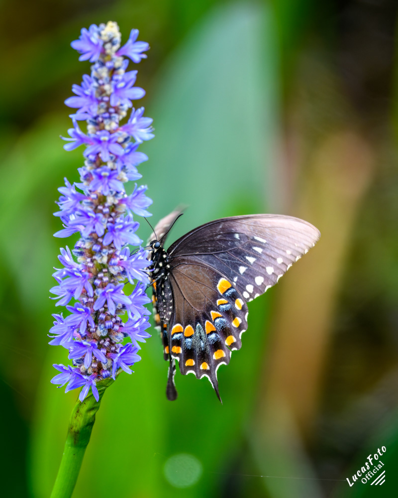 Spicebush Swallowtail