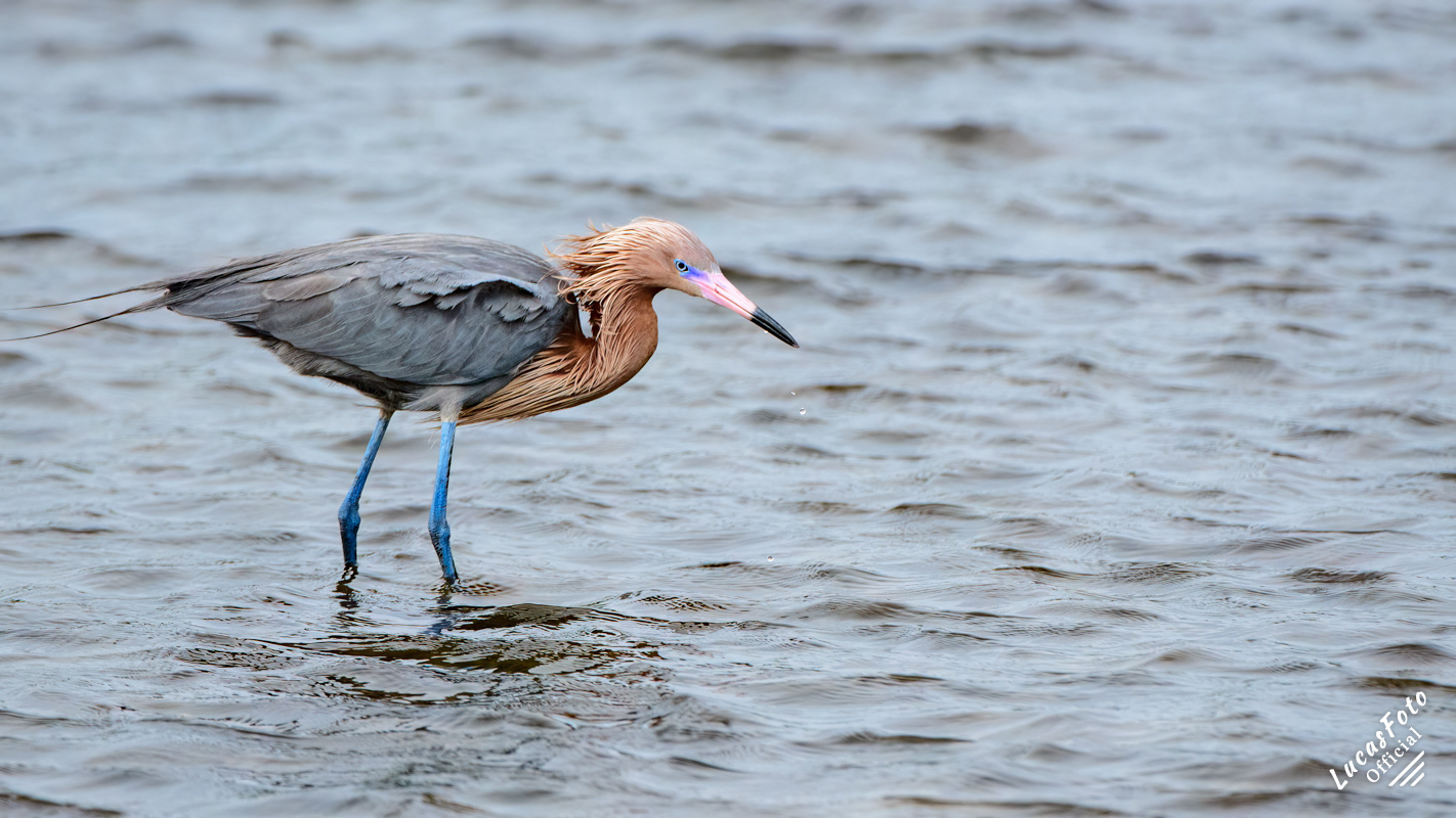 Reddish Egret