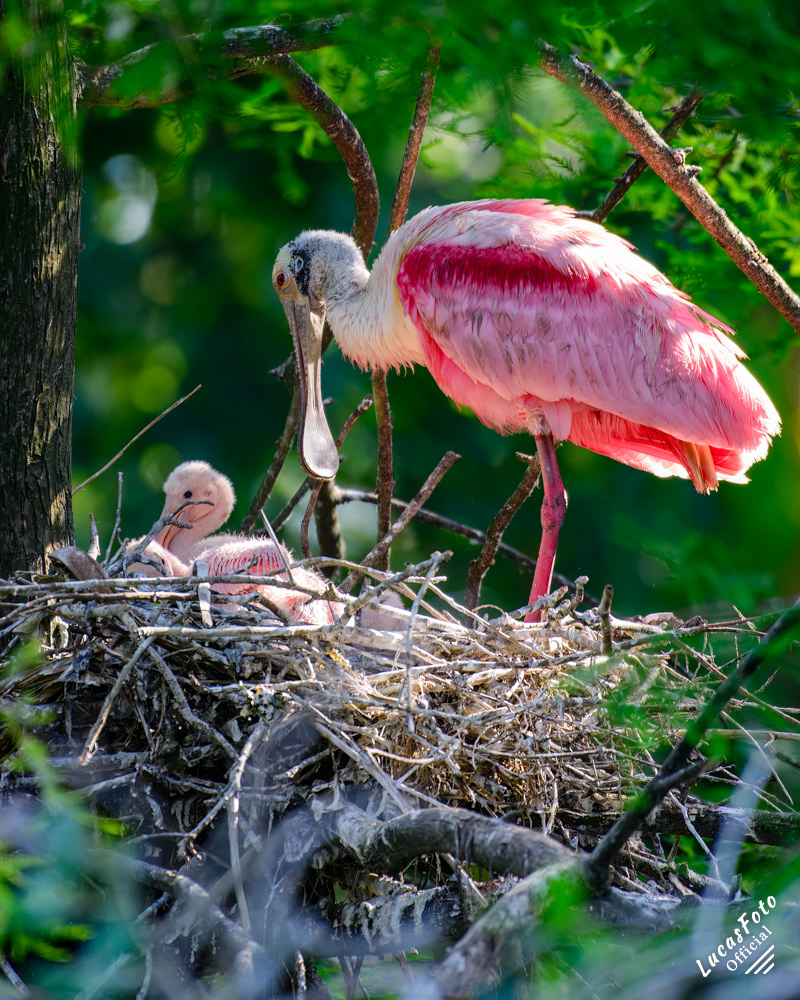 Roseate Spoonbill