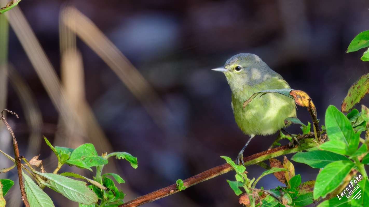 Orange-crowned Warbler