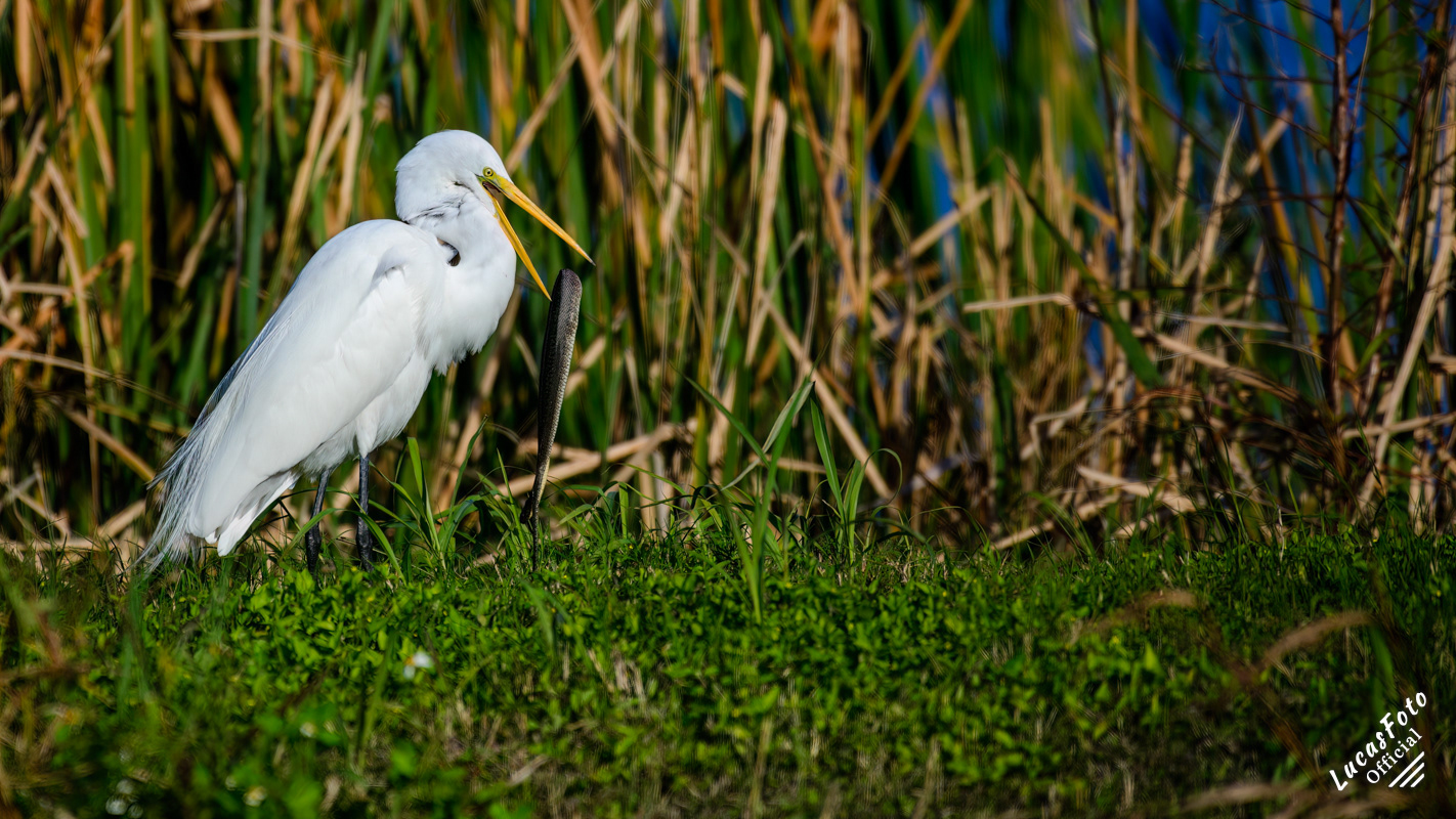 Great Egret