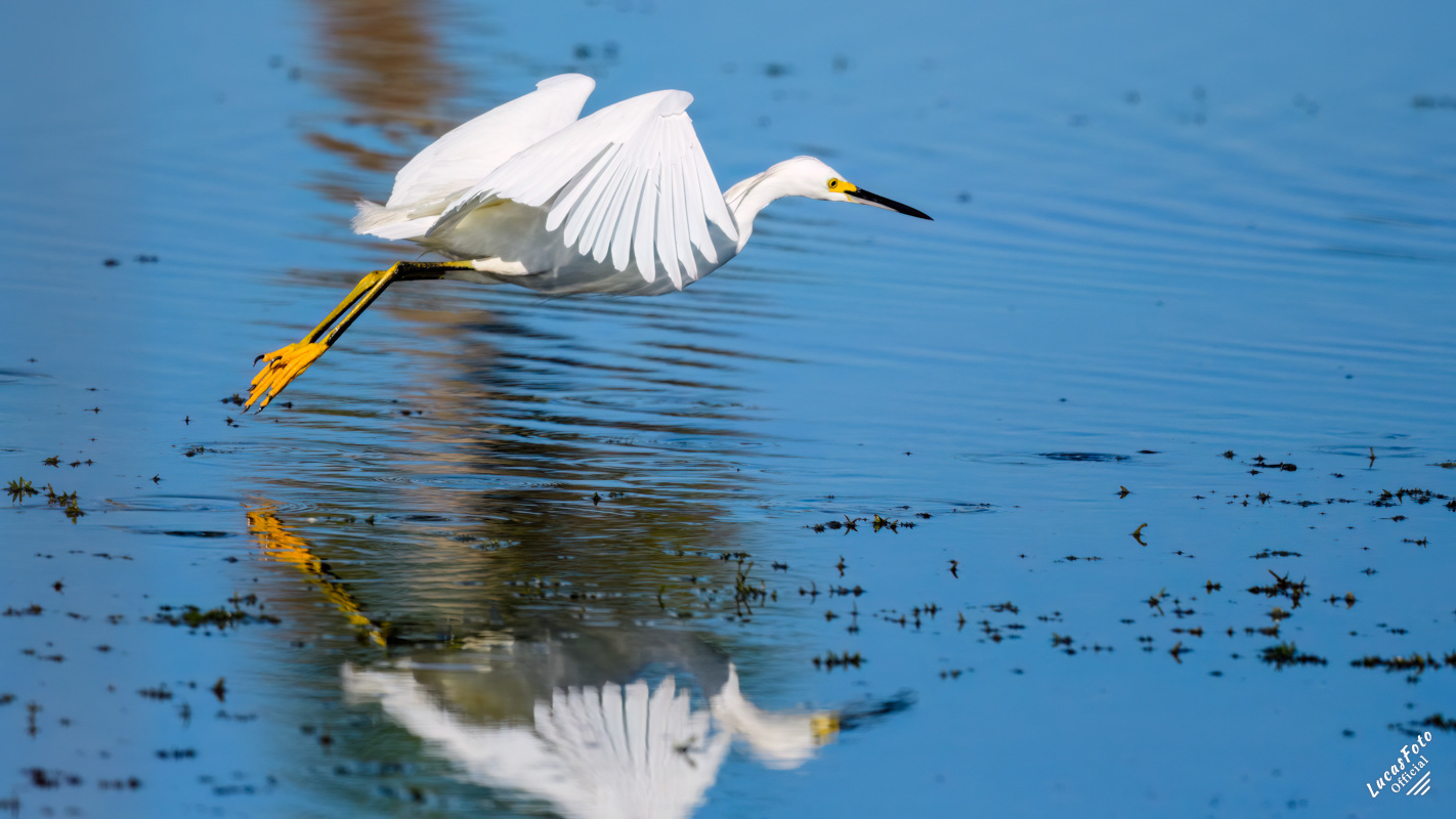 Snowy Egret