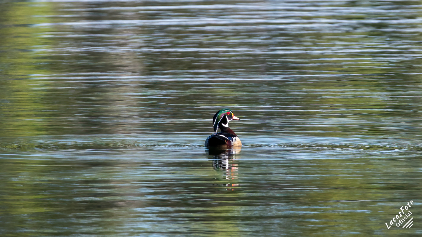 Wood Duck
