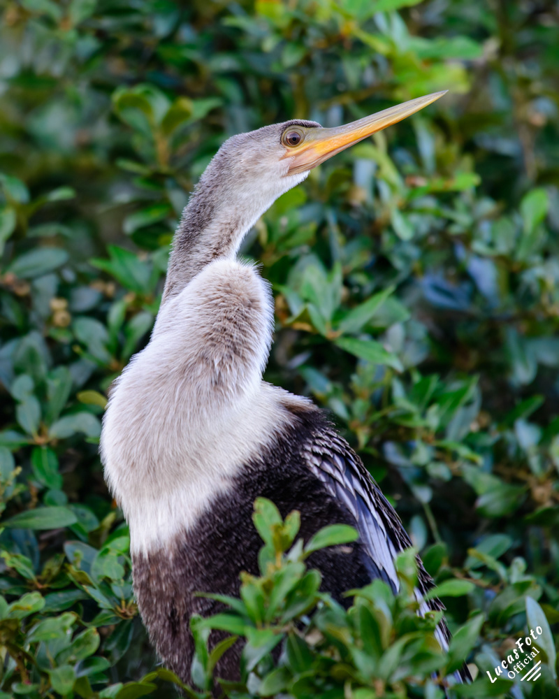 Anhinga