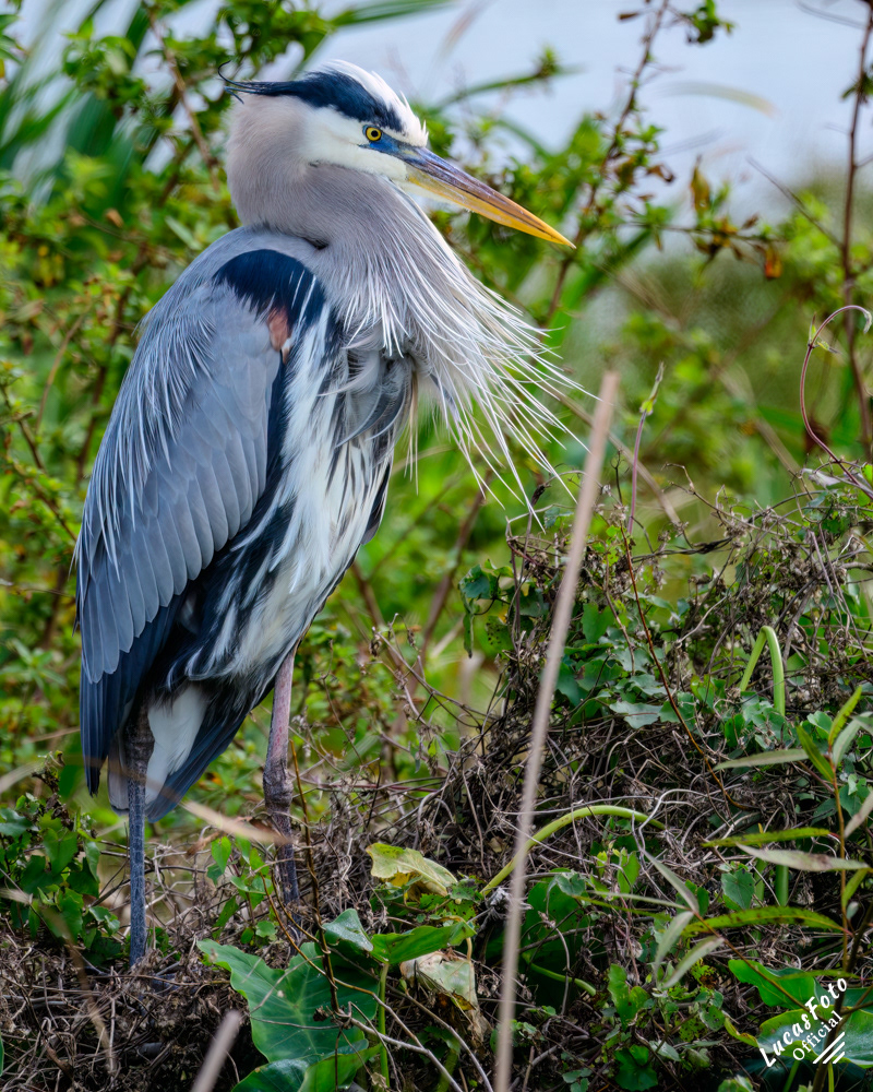 Great Blue Heron