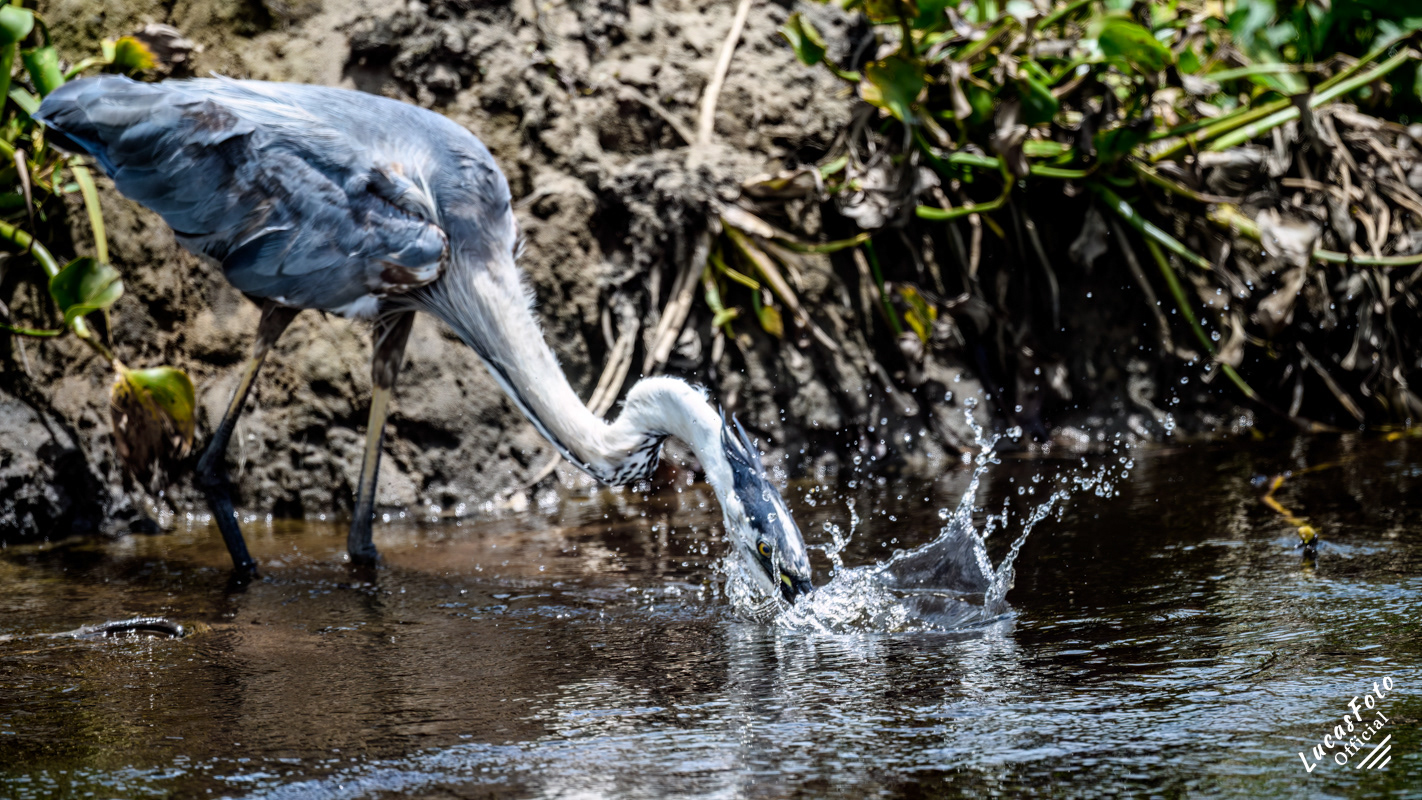 Great Blue Heron