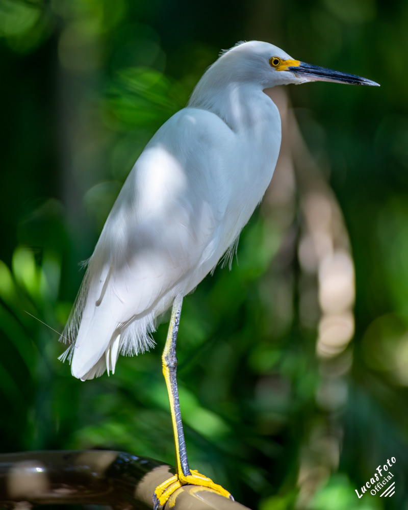 Snowy Egret