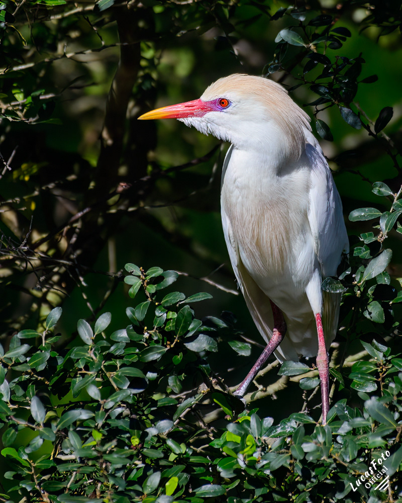 Cattle Egret