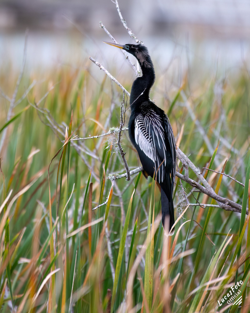 Anhinga